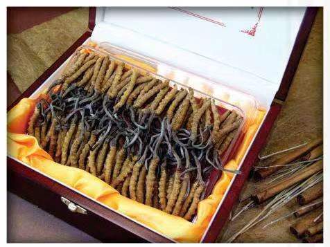 玉山冬虫夏草回收